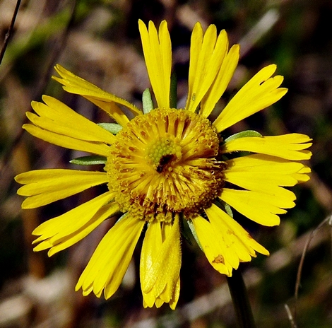 {Helenium vernale}